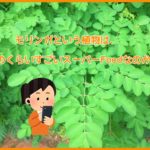 コロナに負けない健康食品　シリーズ２